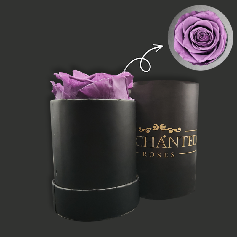 Rose In A Box Violet